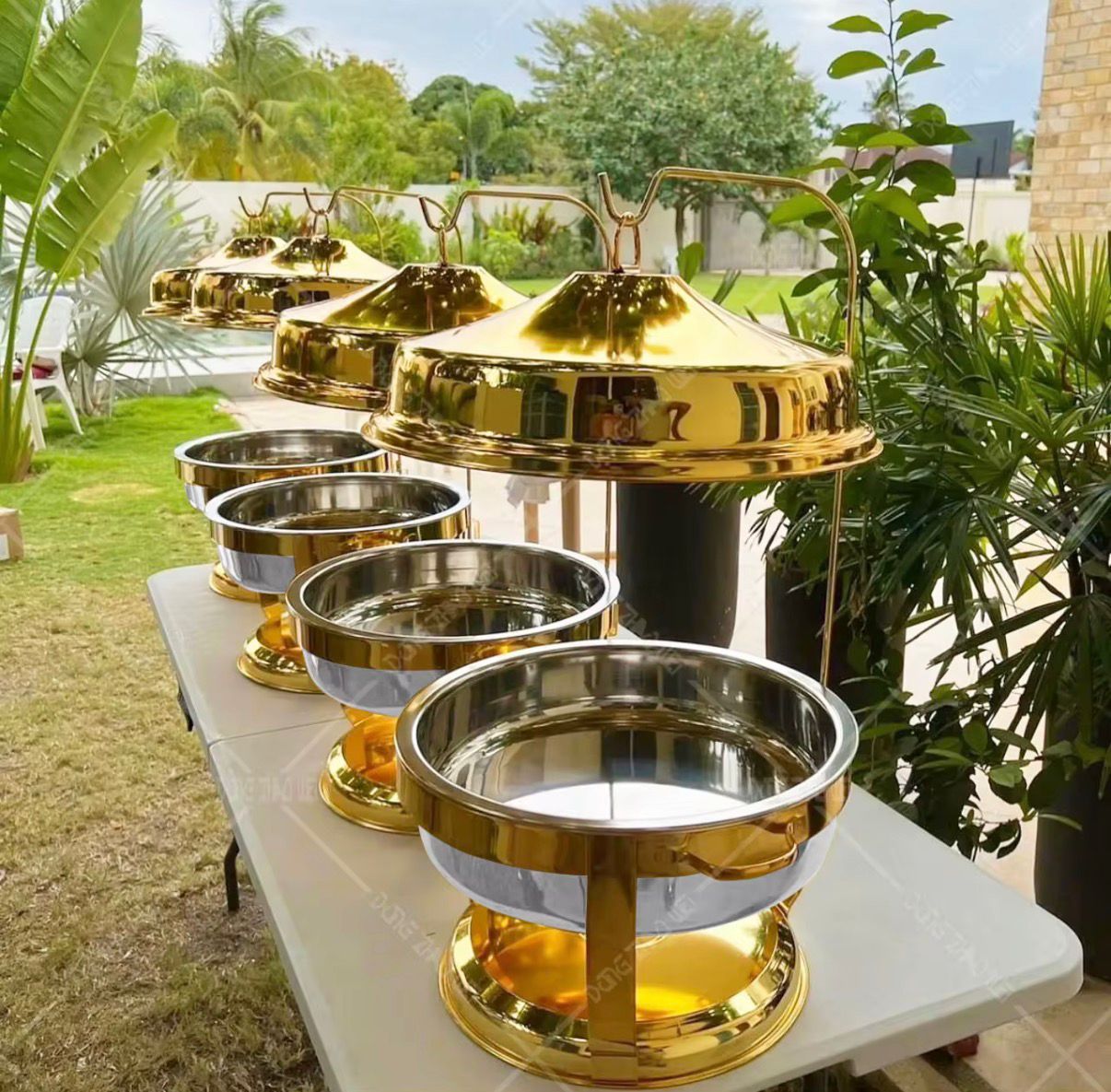 Gold Chafer